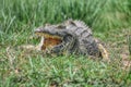 Wild Crocodile in Africa Royalty Free Stock Photo