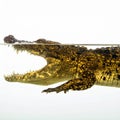 Wild Crocodile Surfaces with Jaws Open Royalty Free Stock Photo