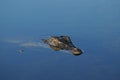 Wild crocodile swimming in Kakadu National Park Royalty Free Stock Photo