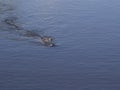 A Wild Crocodile Swimming in the water Royalty Free Stock Photo