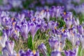 Wild crocus blooming in the first sun rays in spring Royalty Free Stock Photo