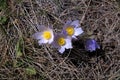 Wild Crocus blooming in a Western Montana meadow