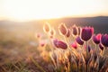 wild crocus flavus flower growing at sunset outdoors