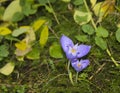 Wild crocus flower in the woods Royalty Free Stock Photo