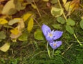 Wild crocus flower in the woods Royalty Free Stock Photo