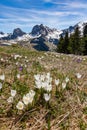 Wild crocus flowers on the alps pass Gurnigel with snow mountain peaks Gantrisch and Nueenen Royalty Free Stock Photo