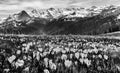 Wild crocus flowers on the alps with snow mountain at the background - black and white version Royalty Free Stock Photo