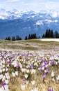 Wild crocus flowers on the alps with snow mountain of Eiger, Moench and Jungfrau