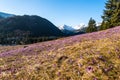 Wild Crocus Flowers Blooming at Meadow in Hogh Mountains at Spring Royalty Free Stock Photo