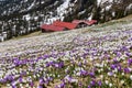 Wild crocus flowers and red barns on the alps with snow mountain at the background