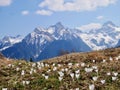 Wild crocus in Tschengla with snow-covered Zimba in background. Vorarlberg, Austria. Royalty Free Stock Photo