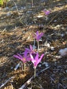 Wild crocus violet spring flowers