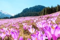 Wild crocuses blooming on the meadow Royalty Free Stock Photo