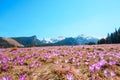 Wild crocuses blooming on the meadow Royalty Free Stock Photo