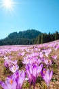 Wild crocuses blooming on the meadow in the mountains