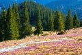 Wild crocuses and spring forest Royalty Free Stock Photo