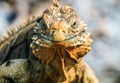 Wild Cuban iguana looks at you Royalty Free Stock Photo