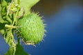 Wild Cucumber (Echinocystis) Royalty Free Stock Photo