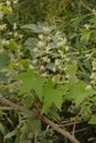 Wild Cucumber Echinocystis lobata in garden.Green plant liana Echinocystis lobata