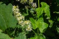 Wild cucumber, Echinocystis lobata white flowers closeup selective focus Royalty Free Stock Photo