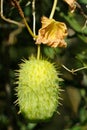 Wild Cucumber (Echinocystis)