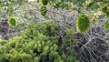 Wild Cucumber hanging on a vine (Marah fabacea