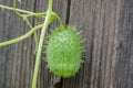 Wild cucumber