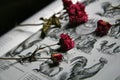 Wild Roses Cut Flowers in an old Book. Royalty Free Stock Photo