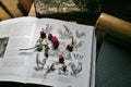 Wild Roses Cut Flowers in an old Book. Royalty Free Stock Photo