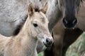 Wild cute foal Royalty Free Stock Photo