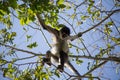 Wild cute monkey playing in the trees on a summer day