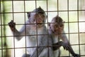 Wild cute monkeys at cage