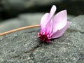 Wild cyclamen blossoms Royalty Free Stock Photo