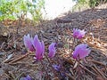 Wild Cyclamen flower in Greece. Summer mood. Royalty Free Stock Photo