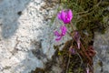 Wild Cyclamen flowers growing on a rock wall Royalty Free Stock Photo