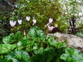 Wild Cyclamen flowers
