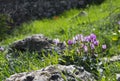 Wild Cyclamen flowers