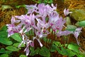 Wild cyclamen persicum, gentle purple flowers