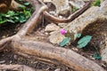 Wild cyclamen on a root, cala fuili, sardinia, Italy Royalty Free Stock Photo