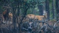 Wild Cyprus mouflons in their natural habitat, Troodos mountains, Cyprus Royalty Free Stock Photo