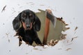 Wild dachshund puppy cut hole in door or wall with axe and sticks out trying to get inside and chase his victim like in