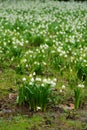 Wild daffodil