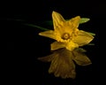 Wild Daffodil on black mirrow Royalty Free Stock Photo