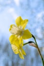 Wild daffodil on blue sky