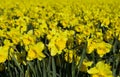 Wild Daffodil Royalty Free Stock Photo