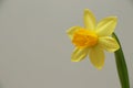 Wild daffodil / Lent lily Narcissus pseudonarcissus Royalty Free Stock Photo