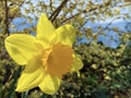 Wild daffodil or Lent lily Narcissus pseudonarcissus, Gelbe Narzisse, Osterglocke oder Ostergloeckchen Royalty Free Stock Photo