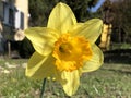 Wild daffodil or Lent lily Narcissus pseudonarcissus, Gelbe Narzisse, Osterglocke oder OsterglÃÂ¶ckchen Royalty Free Stock Photo