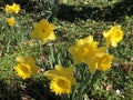 Wild daffodil or Lent lily Narcissus pseudonarcissus, Gelbe Narzisse, Osterglocke oder OsterglÃÂ¶ckchen Royalty Free Stock Photo