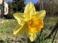 Wild daffodil or Lent lily Narcissus pseudonarcissus, Gelbe Narzisse, Osterglocke oder OsterglÃÂ¶ckchen Royalty Free Stock Photo